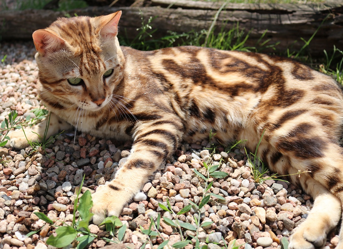 male bengal